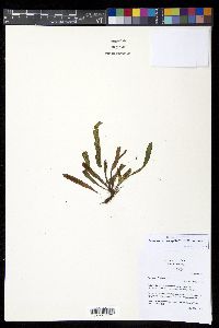 Grammitis bryophila image