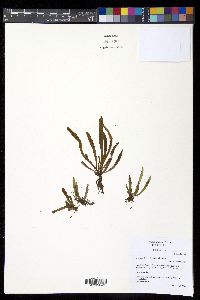 Grammitis bryophila image