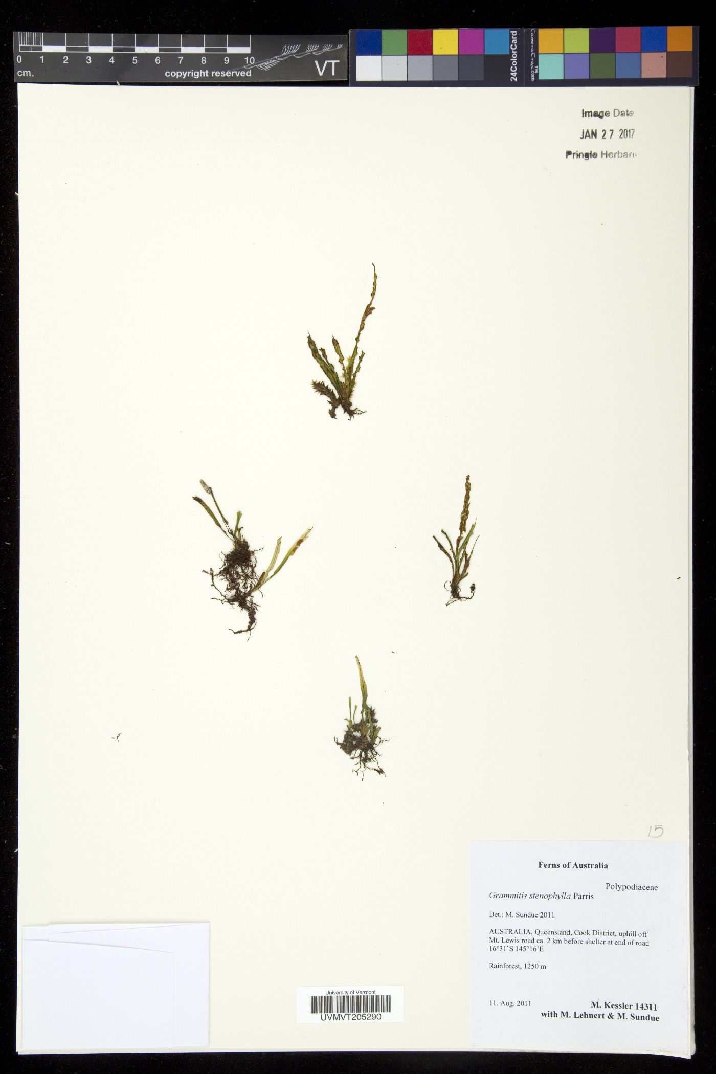 Grammitis stenophylla image
