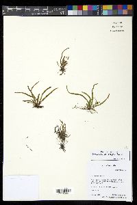 Grammitis stenophylla image
