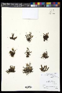 Media resource of Grammitis pseudoaustralis