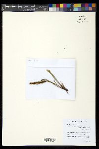Media resource of Grammitis marginelloides