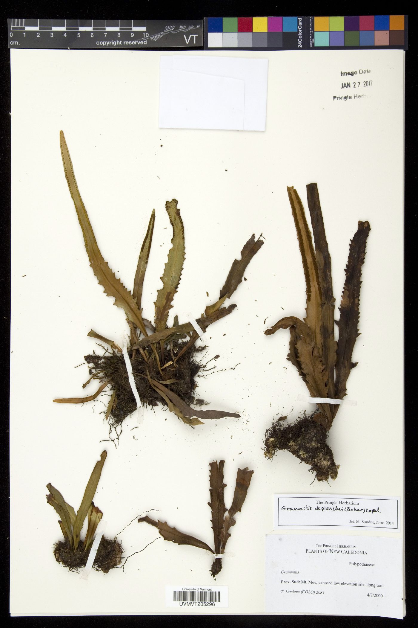 Grammitis deplanchei image