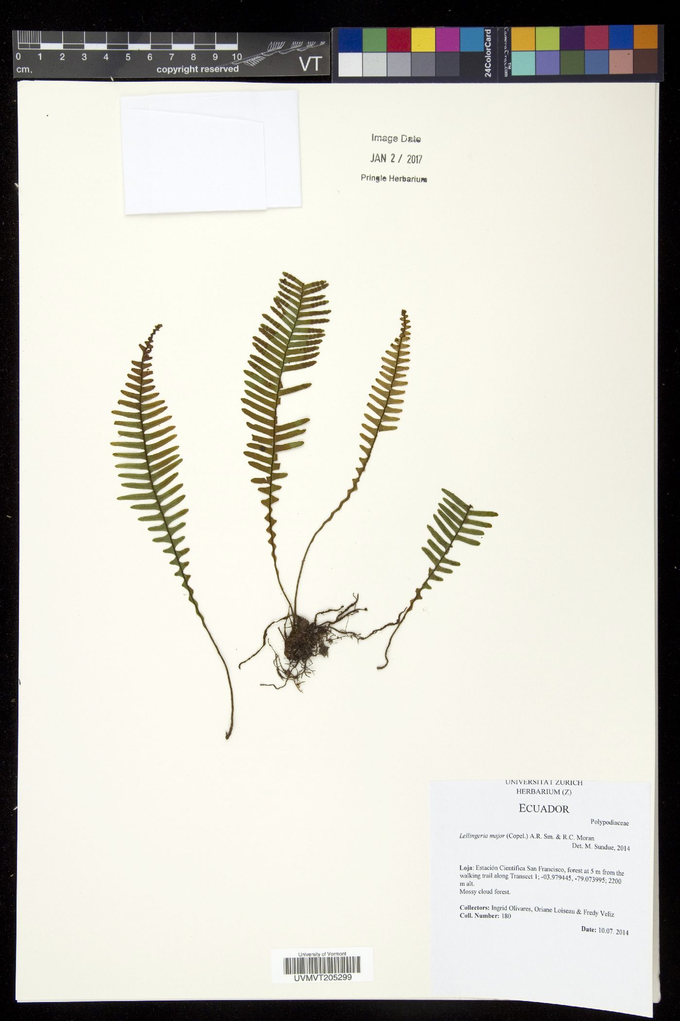 Lellingeria major image
