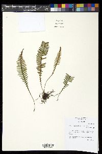 Lellingeria major image