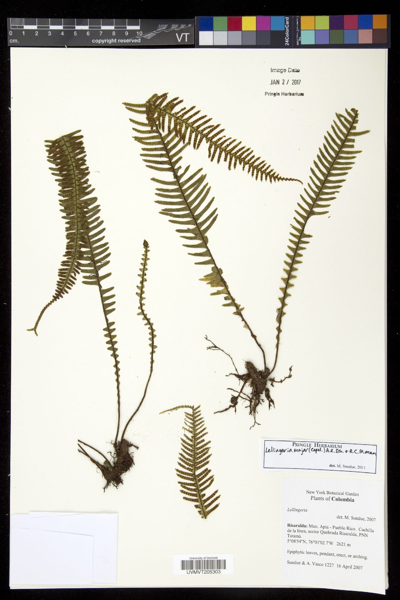 Lellingeria major image