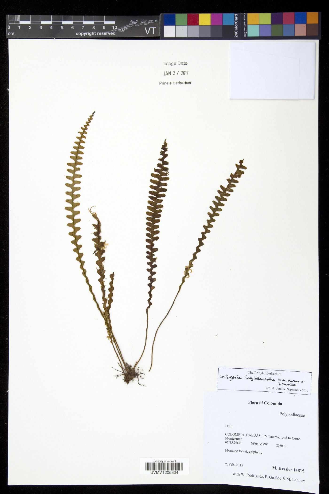 Lellingeria longeattenuata image