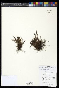 Lellingeria humilis image