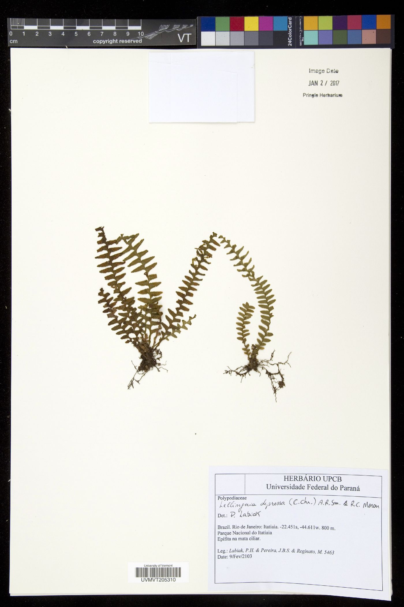 Lellingeria depressa image