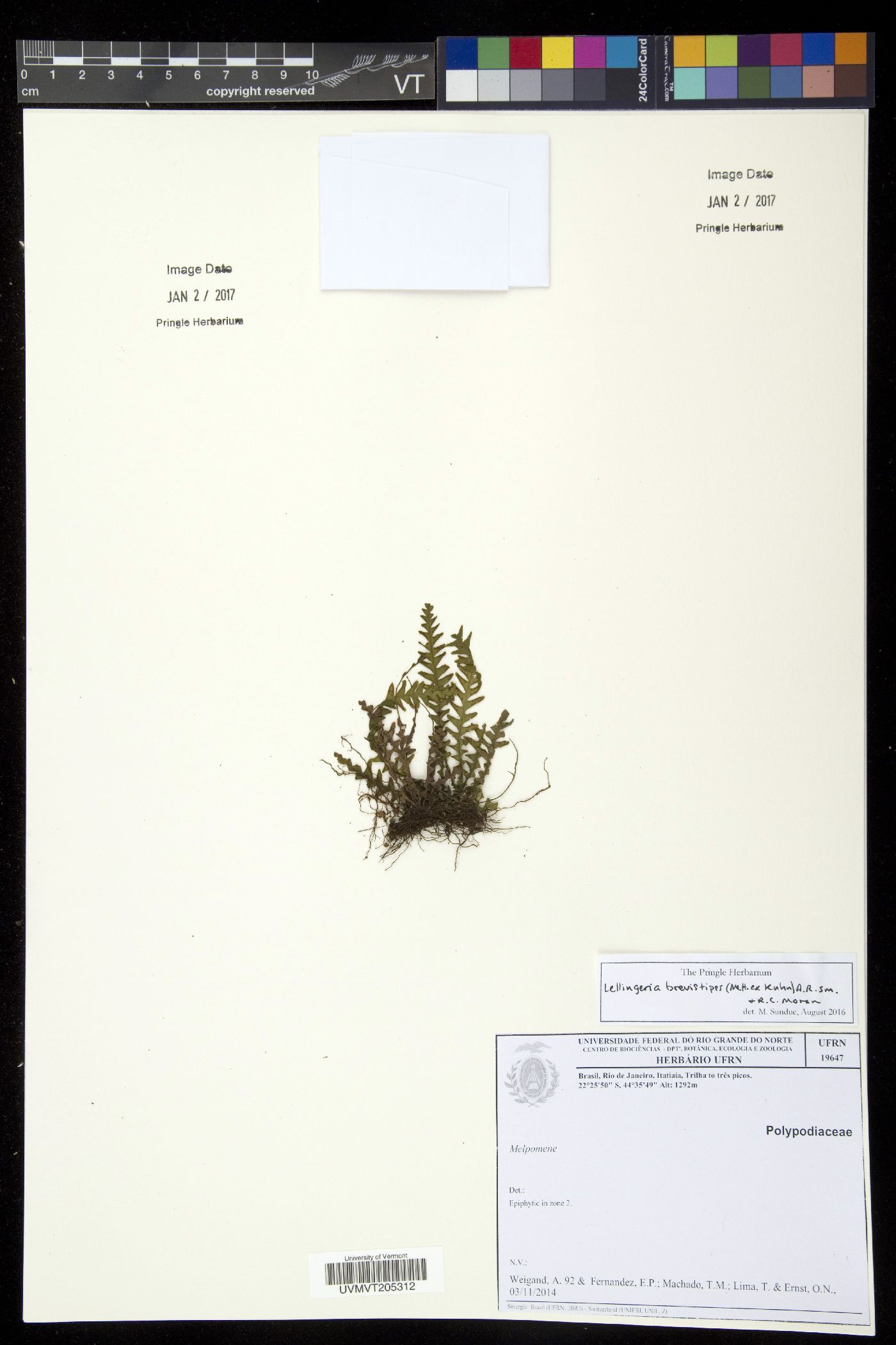 Lellingeria brevistipes image