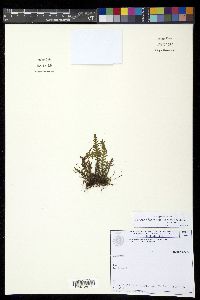 Lellingeria brevistipes image