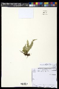 Lellingeria brevistipes image