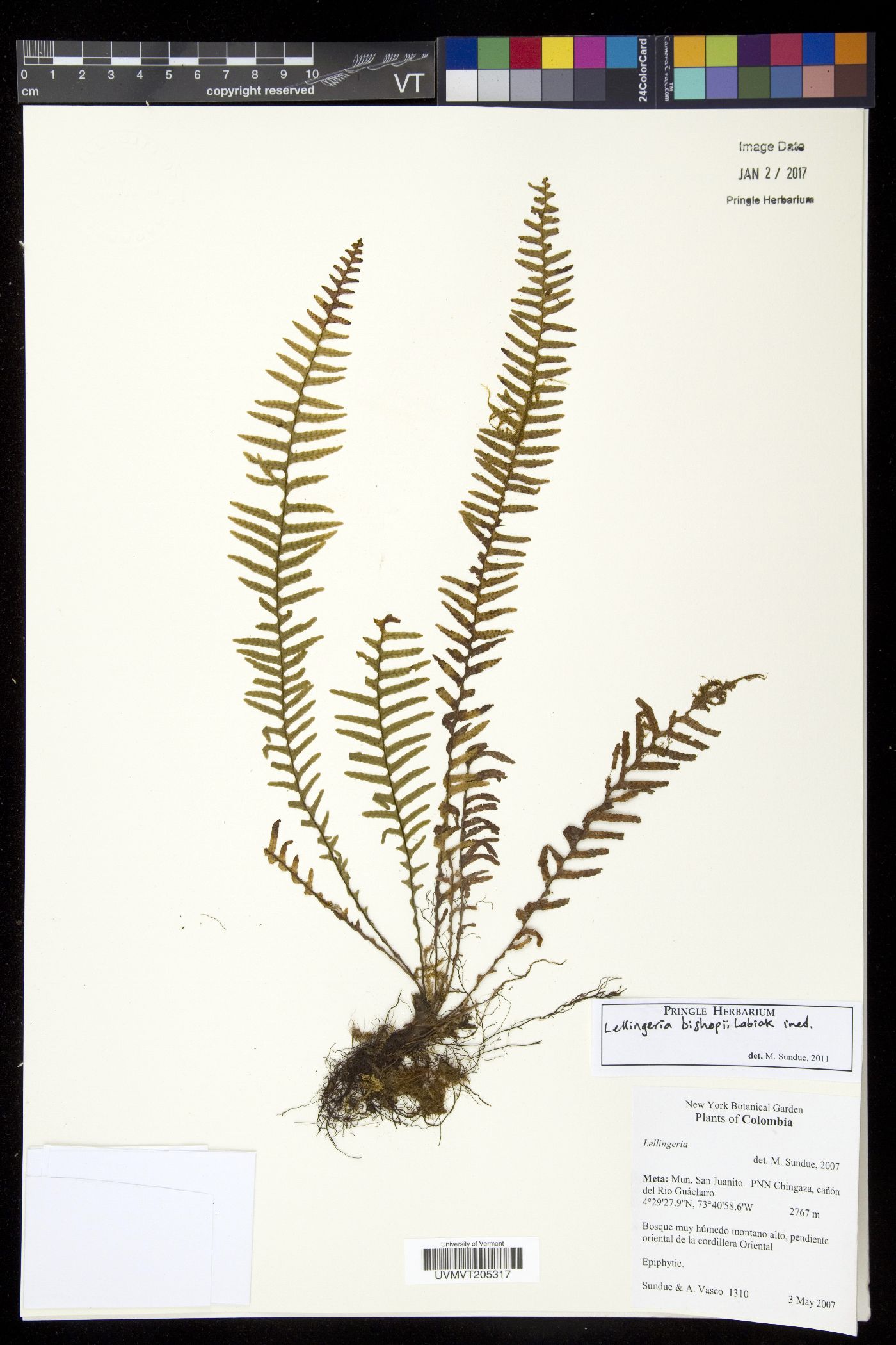 Lellingeria bishopii image