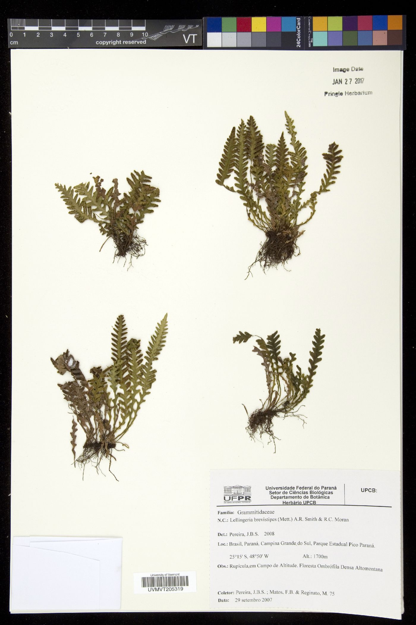 Lellingeria brevistipes image