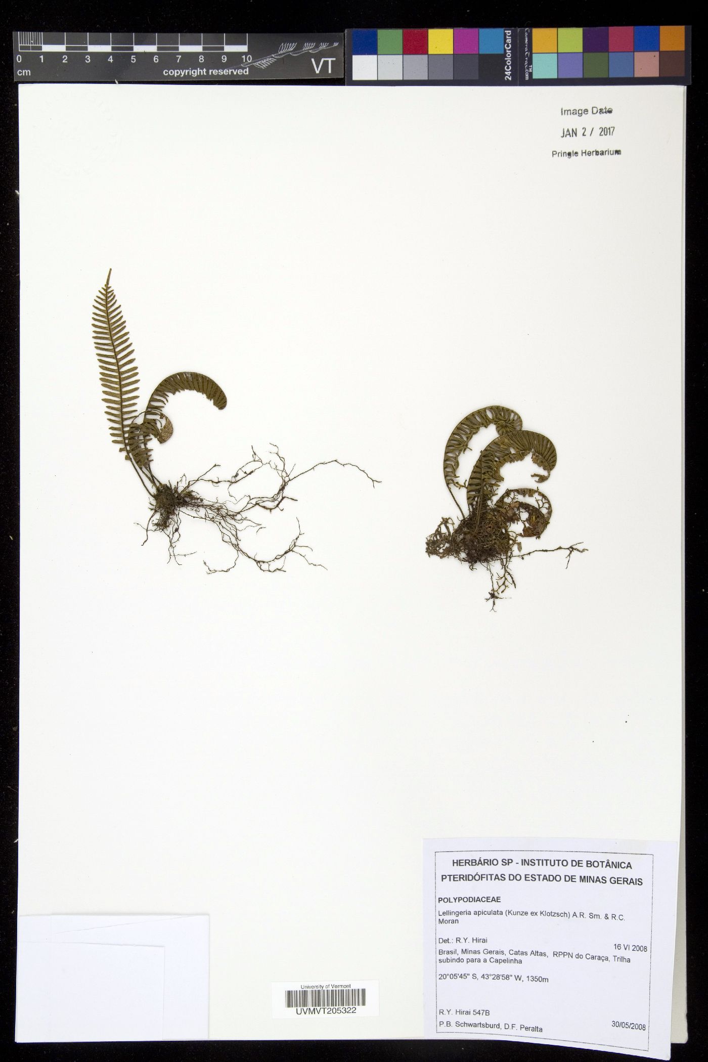 Lellingeria apiculata image