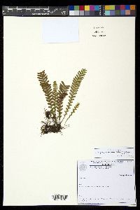 Lellingeria tamandarei image