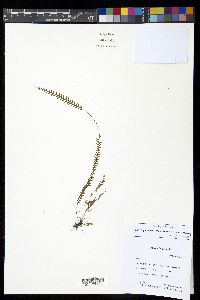 Lellingeria suspensa image