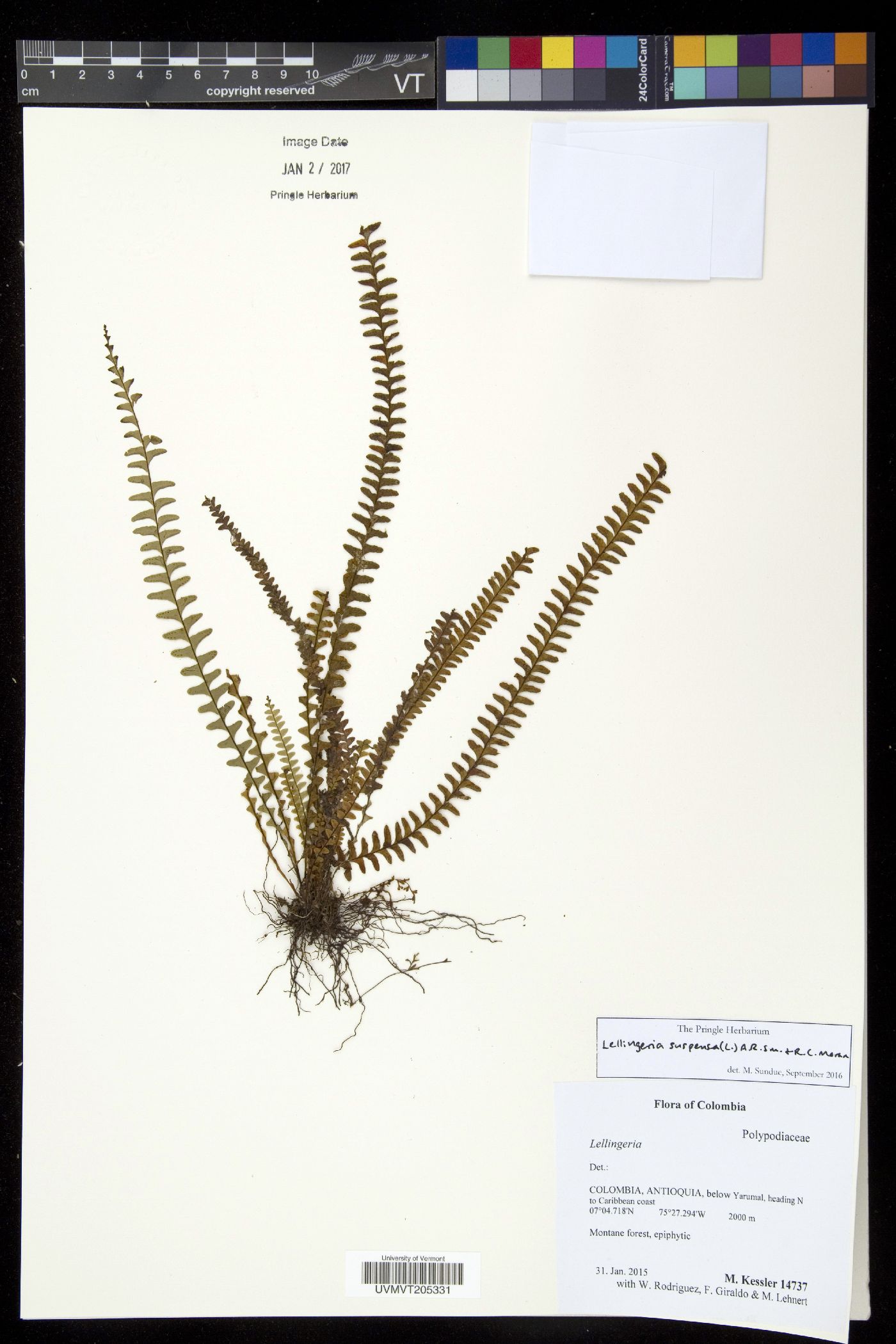 Lellingeria suspensa image