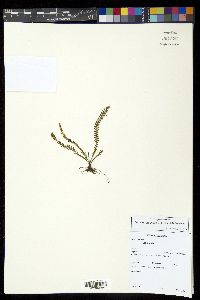 Lellingeria suspensa image