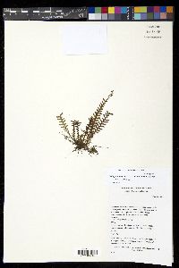 Lellingeria suspensa image
