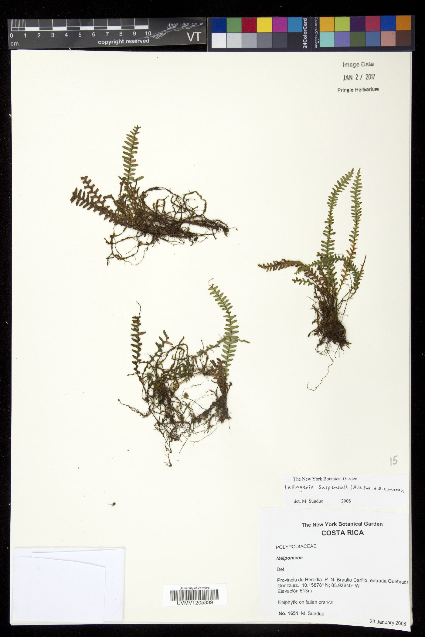 Lellingeria suspensa image