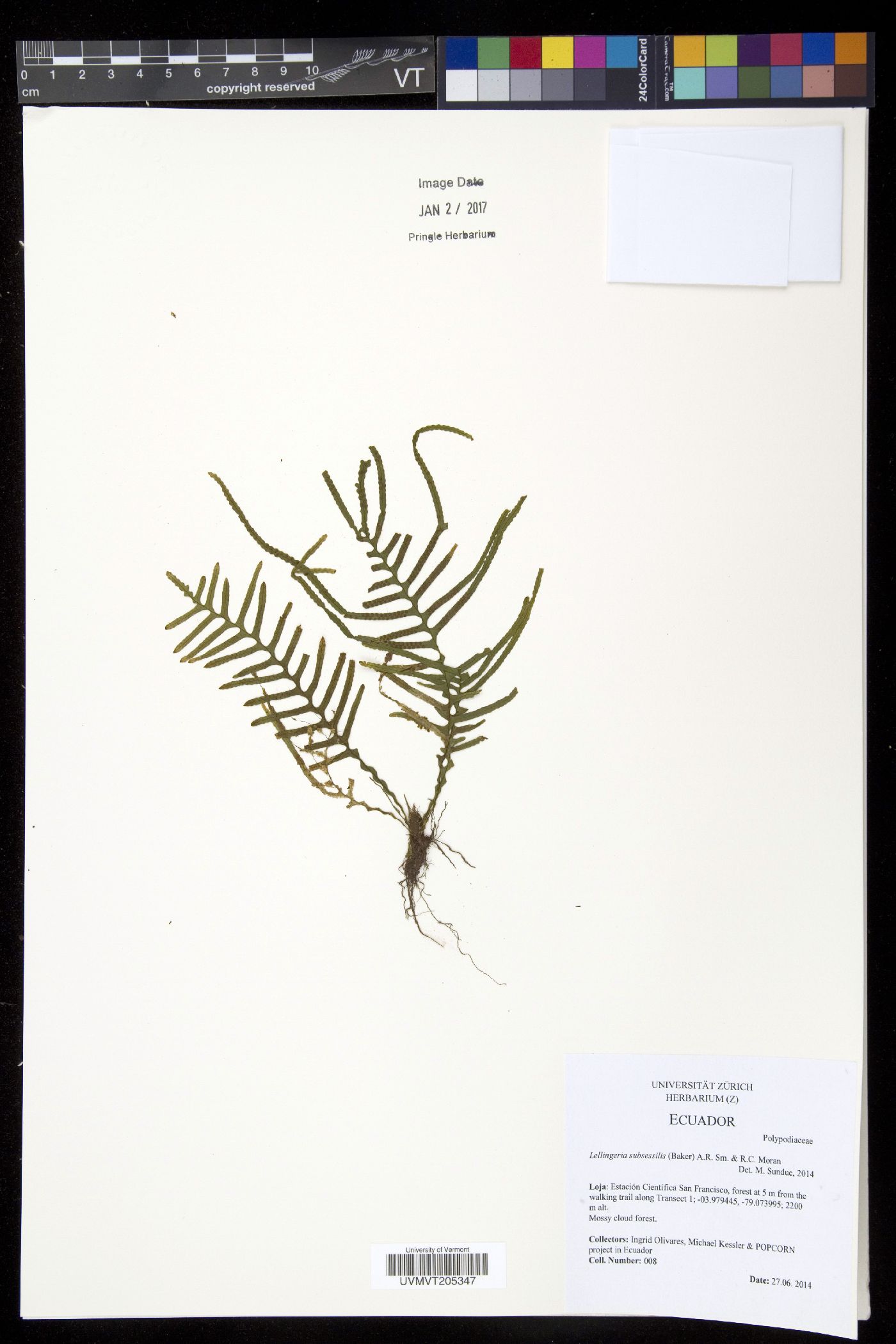 Lellingeria subsessilis image