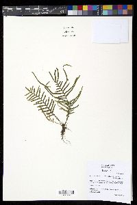 Lellingeria subsessilis image