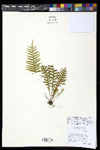 Lellingeria subsessilis image