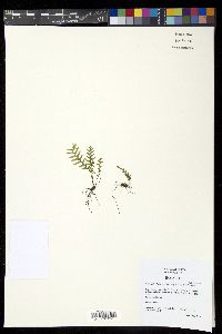 Lellingeria subsessilis image