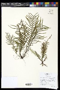 Lellingeria subsessilis image