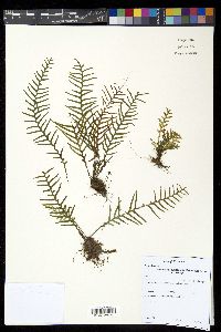 Lellingeria subsessilis image