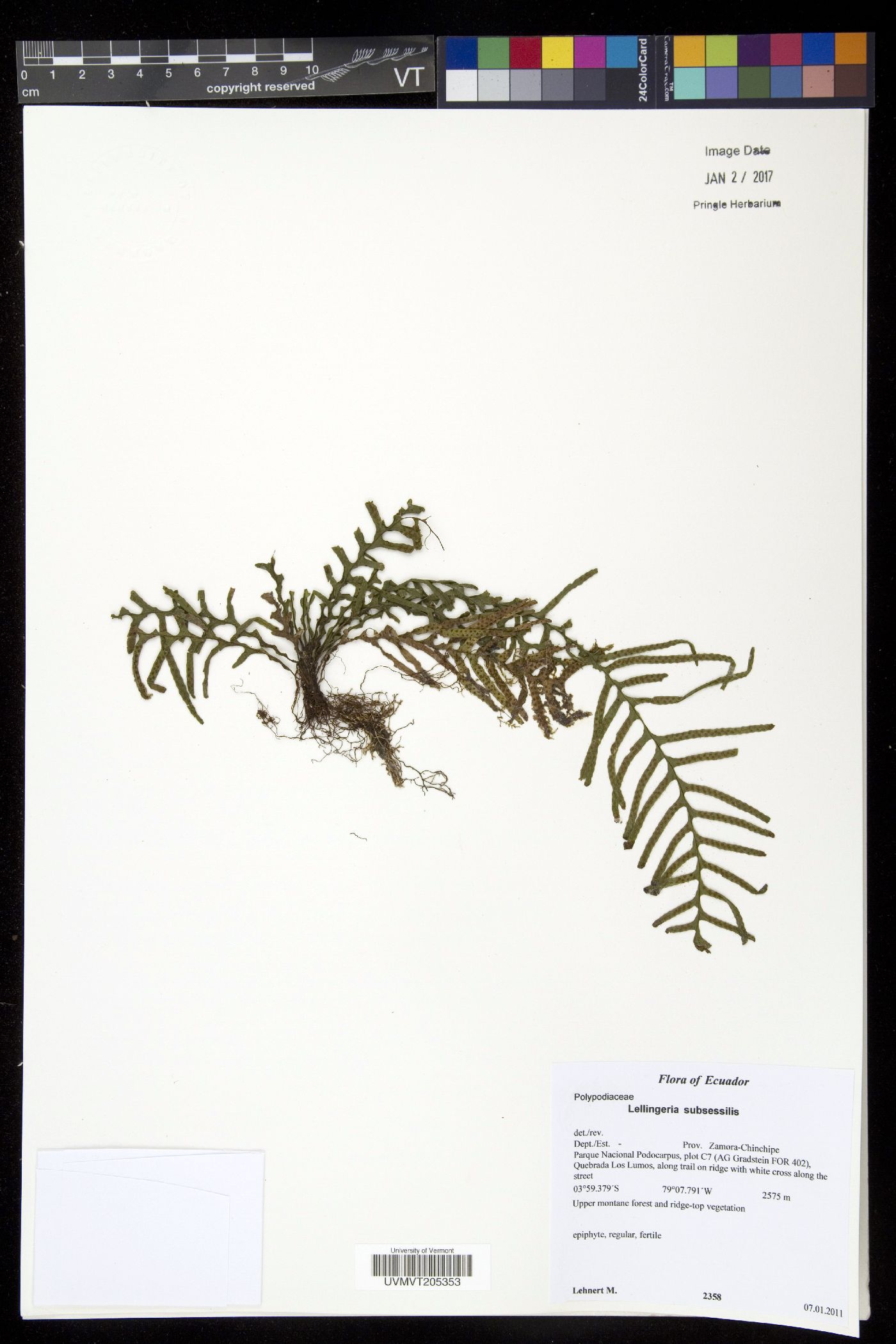 Lellingeria subsessilis image