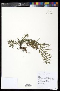 Lellingeria subsessilis image