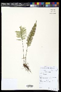 Lellingeria subimpressa image