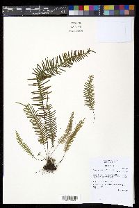 Lellingeria subimpressa image