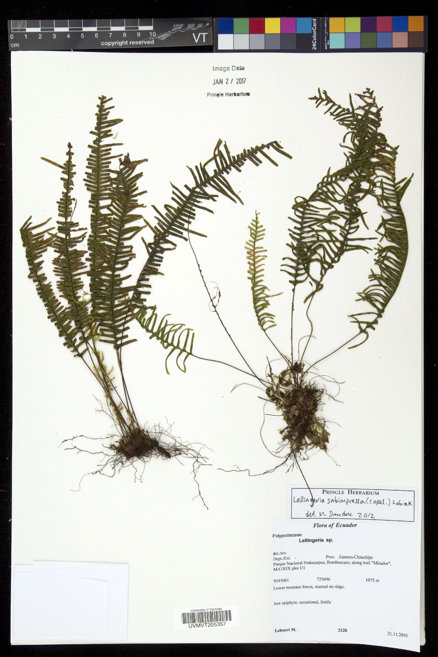 Lellingeria subimpressa image