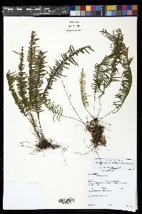 Lellingeria subimpressa image