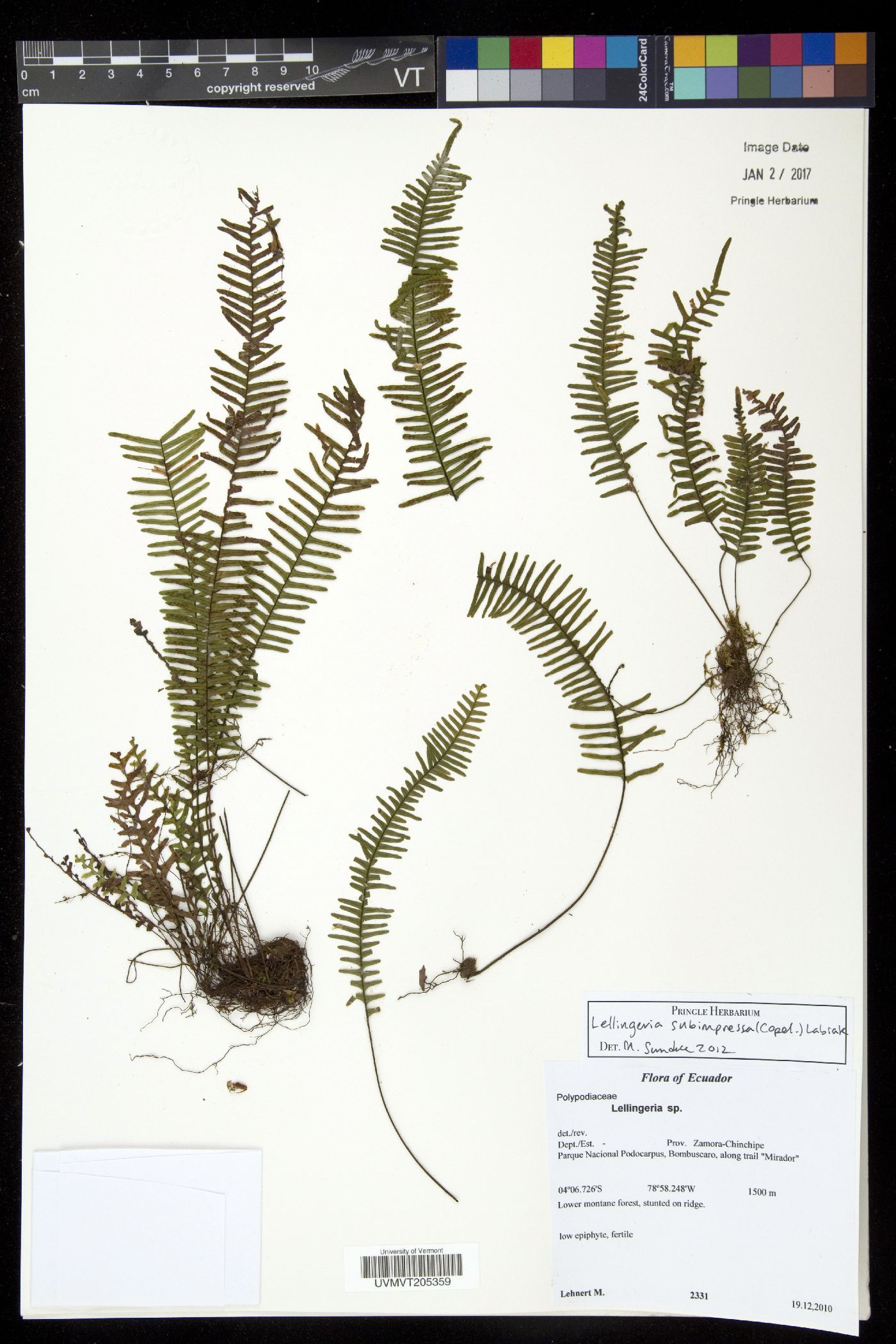 Lellingeria subimpressa image