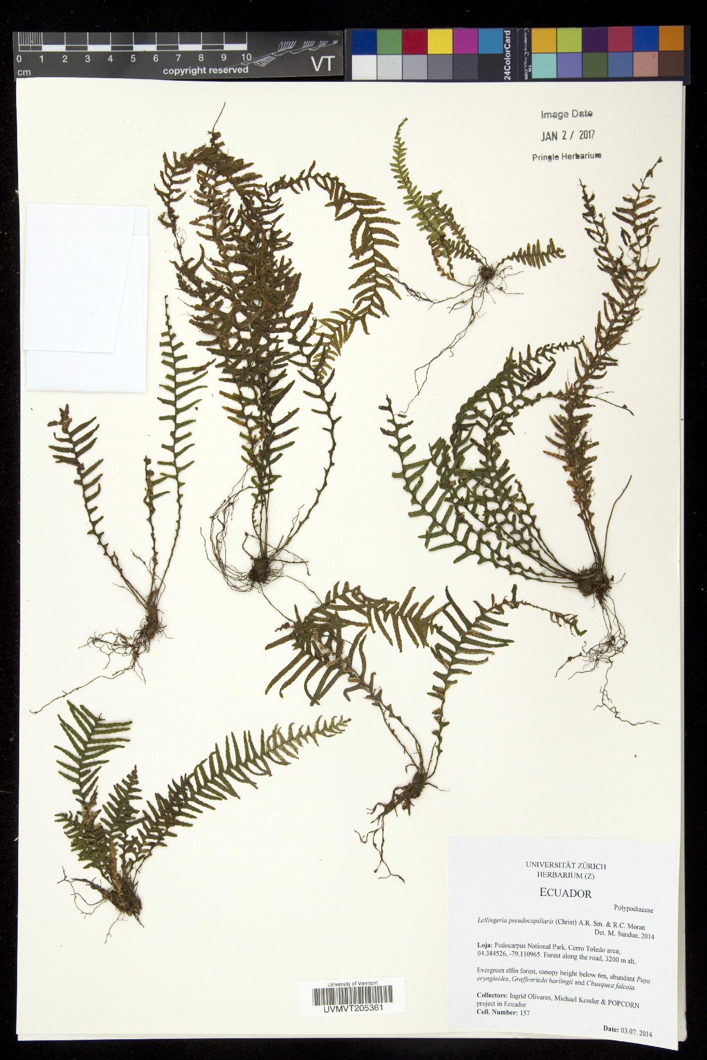 Lellingeria pseudocapillaris image