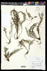 Lellingeria pseudocapillaris image