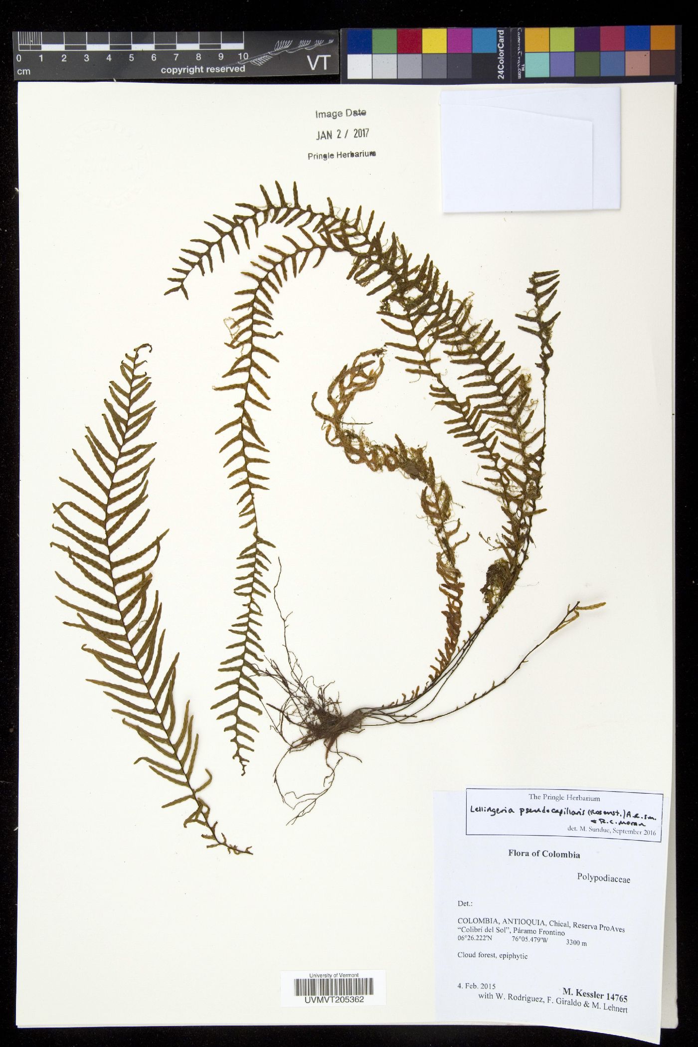 Lellingeria pseudocapillaris image