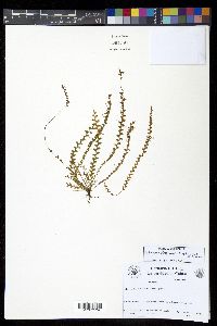 Lellingeria phlegmaria image