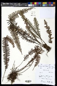 Lellingeria oreophila image