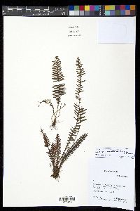 Lellingeria oreophila image