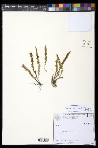 Ctenopteris flabelliformis image