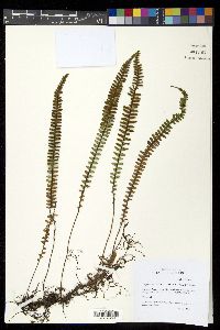 Ctenopteris flabelliformis image