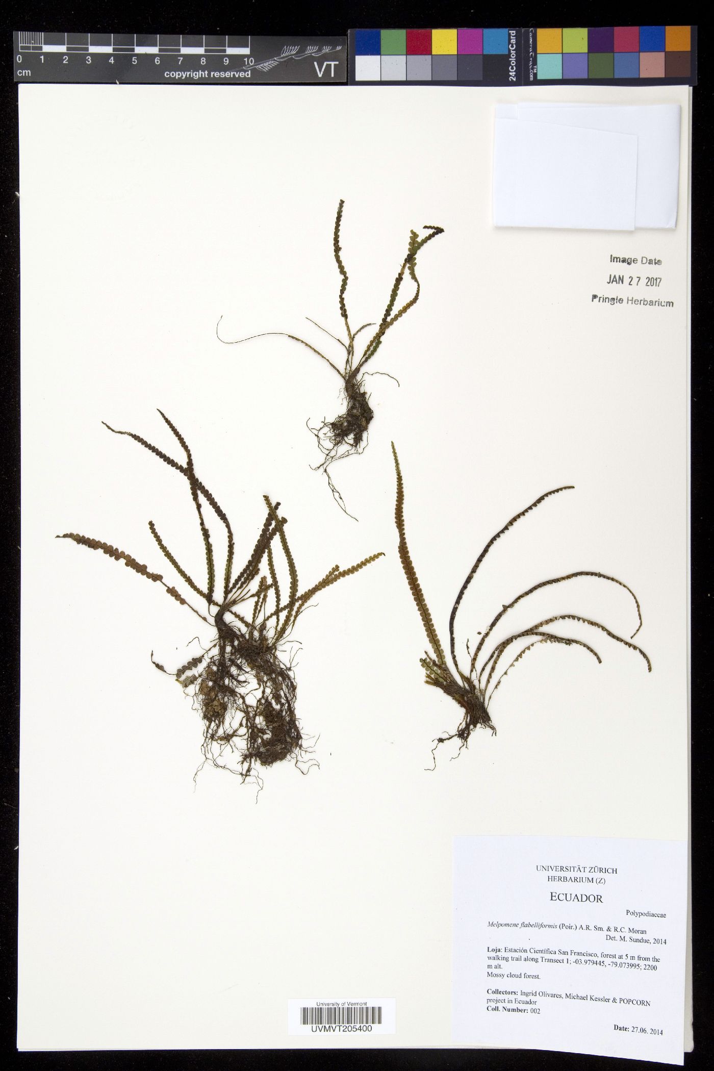 Grammitidaceae image