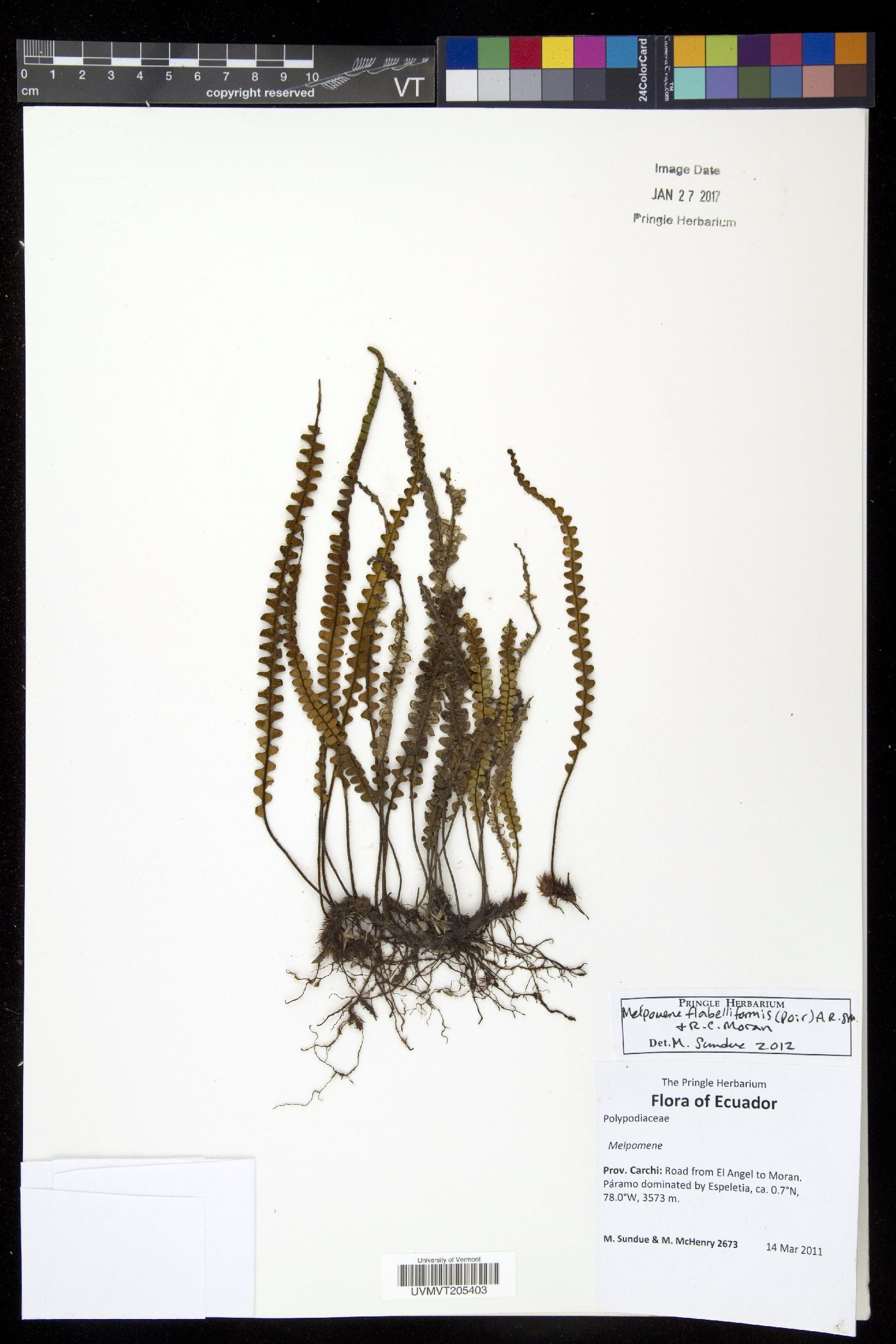 Ctenopteris flabelliformis image