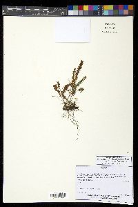 Ctenopteris flabelliformis image