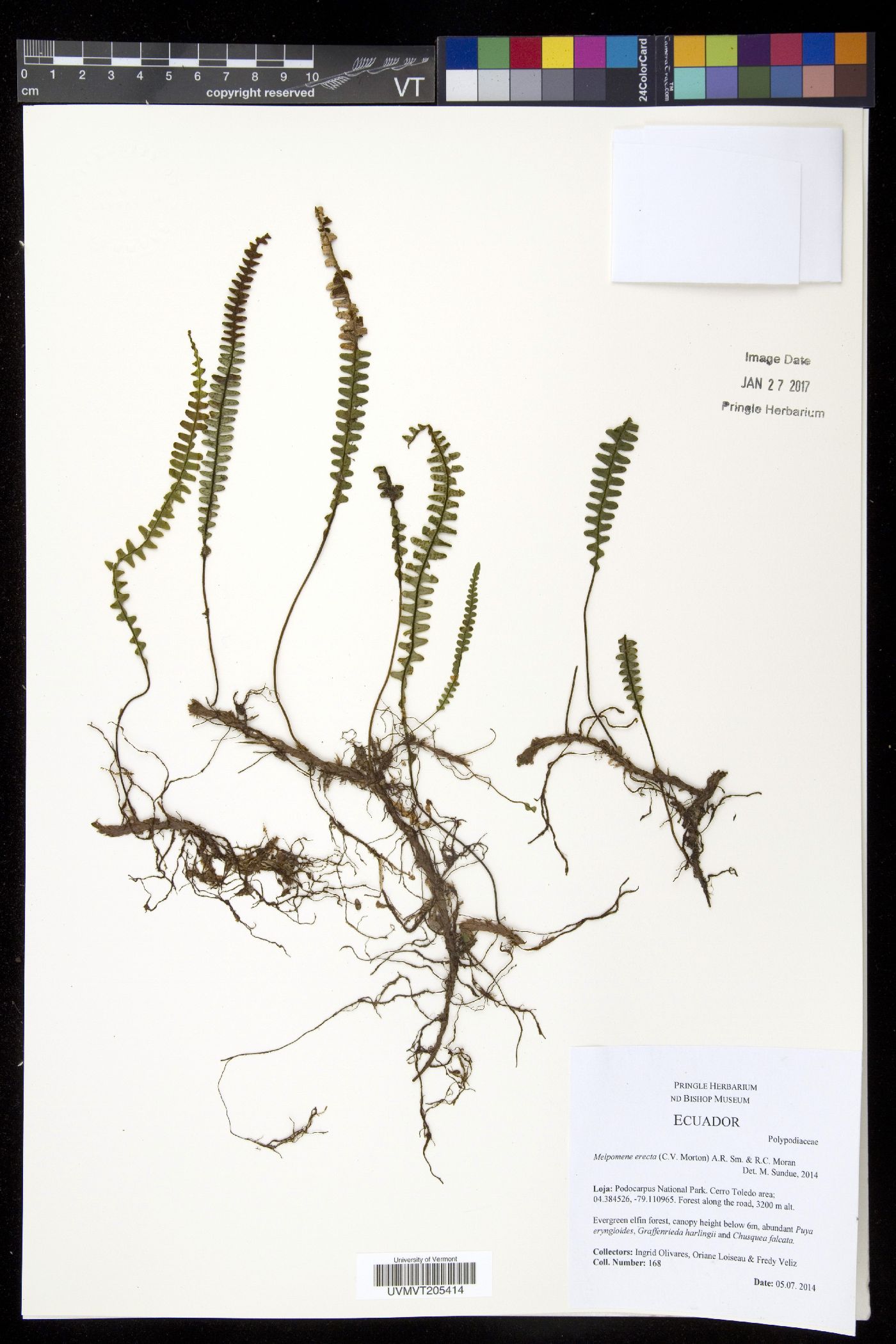 Melpomene erecta image